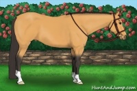 Horse Color:Buckskin 