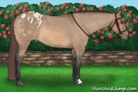Horse Color:Bay Dun Appaloosa 