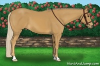 Horse Color:Palomino 