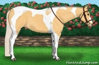 Horse Color:Palomino Tobiano 