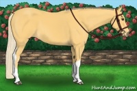 Horse Color:Palomino Tobiano 