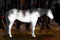 Horse Color:White Spotted Brown 