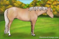 Horse Color:Silver Brown Pearl Sabino 