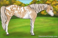 Horse Color:Palomino Sabino Blanket Rabicano 