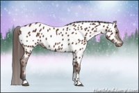 Horse Color:Bay Near Leopard 