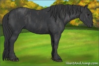 Horse Color:Black  Brindle