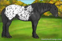 Horse Color:Black Appaloosa