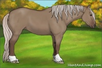 Horse Color:Silver Grullo 