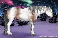 Horse Color:White Spotted Brown
