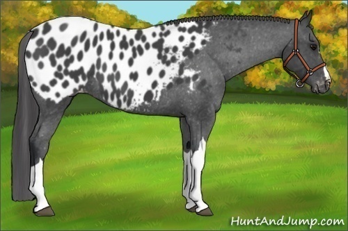 Horse Color:Black Appaloosa