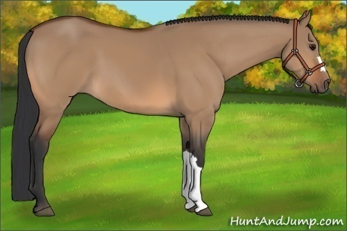 Horse Color: Bay Dun 