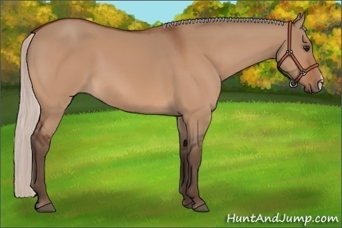 Horse Color:Silver Bay Dun