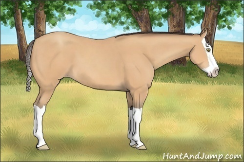 Horse Color: Amber Champagne Splash 