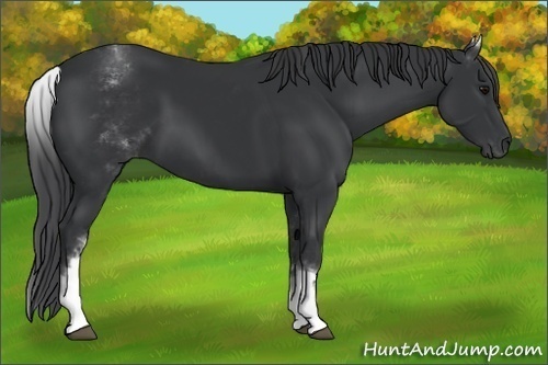 Horse Color: White Spotted Black 