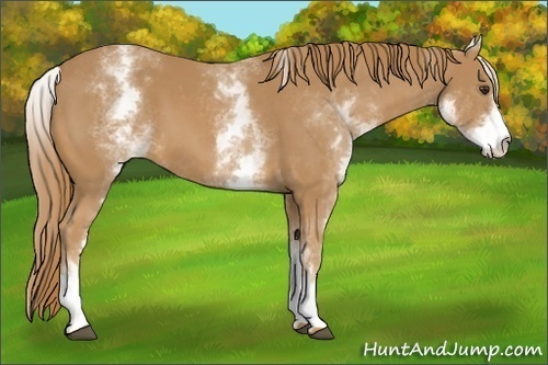 Horse Color: White Spotted Chestnut 