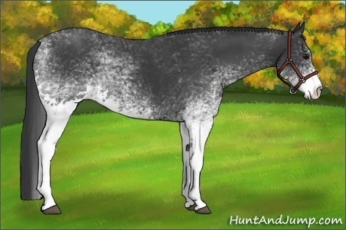 Horse Color:White Spotted Black