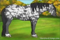 Horse Color:Black Ice 