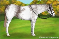 Horse Color:White Spotted Liver Chestnut 
