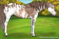 Horse Color:Bay Splash Appaloosa