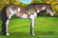 Horse Color:Bay Splash 