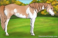 Horse Color:Chestnut Splash 