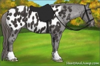 Horse Color:Liver Chestnut Appaloosa 