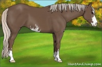 Horse Color:Silver Black Sabino 