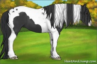 Horse Color:Black Tobiano 