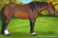 Horse Color:Bay Sabino