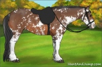 Horse Color:Bay Sabino 