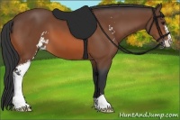 Horse Color:Bay Sabino 
