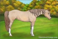Horse Color:Sable Cream Champagne Appaloosa 