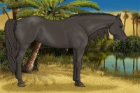 Horse Color:Smoky Black 