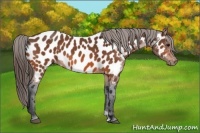 Horse Color:Bay Near Leopard 