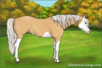 Horse Color:Silver Buckskin Roan Splash 