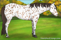 Horse Color:Bay Appaloosa