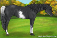 Horse Color:White Spotted Brown 