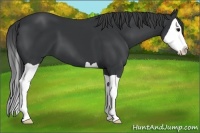 Horse Color:Black Splash