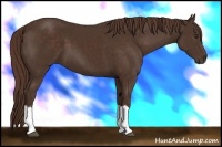 Horse Color:Liver Chestnut 