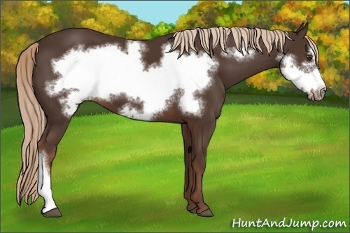 Horse Color: Liver Chestnut Frame 