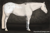 Horse Color:Smoky Creme Appaloosa Rabicano 