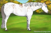 Horse Color:Gray Bay Splash Tobiano Appaloosa 