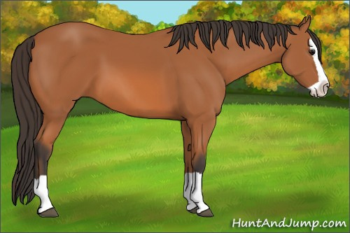 Horse Color: Unknown 