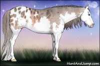Horse Color:Bay Roan Splash Appaloosa 
