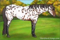 Horse Color:Bay Appaloosa 