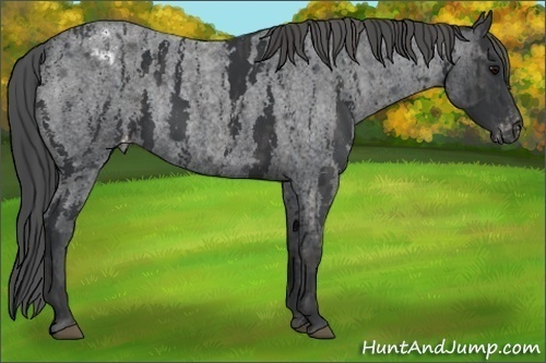 Horse Color: Blue Roan Varnish Rabicano  Brindle