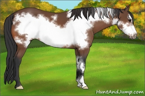 Horse Color:Bay Frame