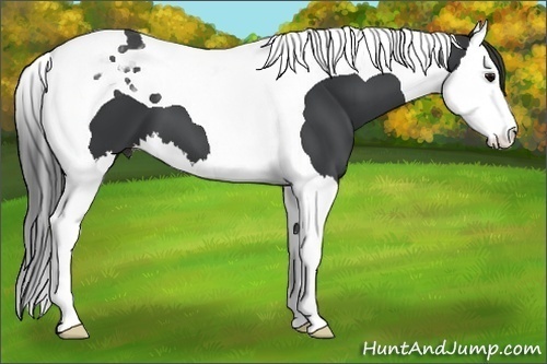 Horse Color:Black Splash Tobiano 