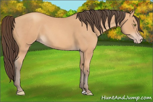 Horse Color: Amber Champagne 