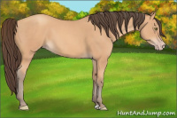 Horse Color:Amber Champagne 